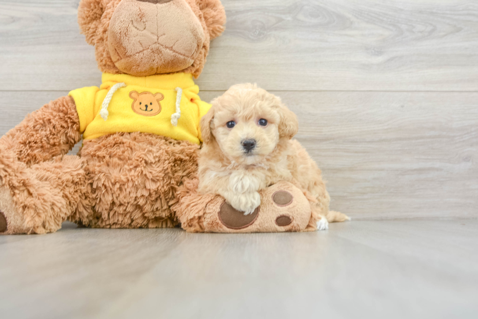 Funny Poochon Poodle Mix Pup