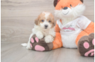 Friendly Poochon Baby