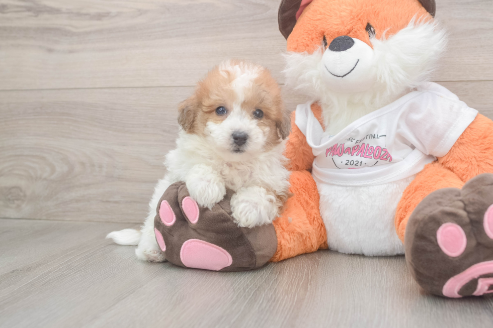 Friendly Poochon Baby