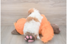 Poochon Puppy for Adoption