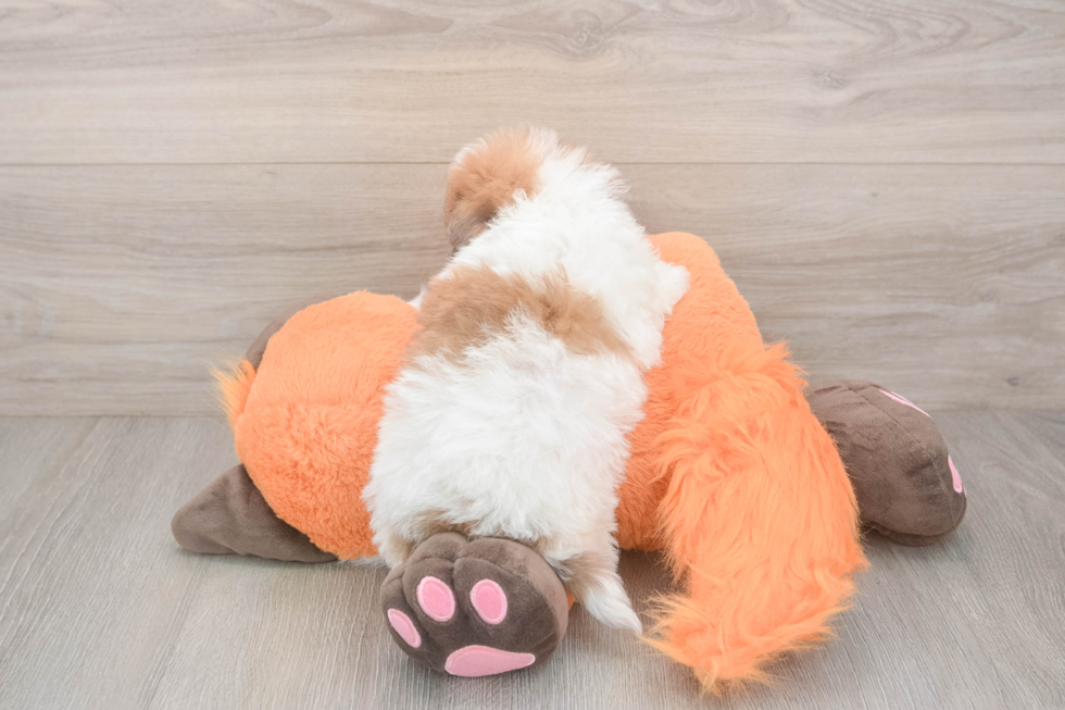 Poochon Puppy for Adoption