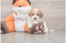 Little Bichpoo Poodle Mix Puppy
