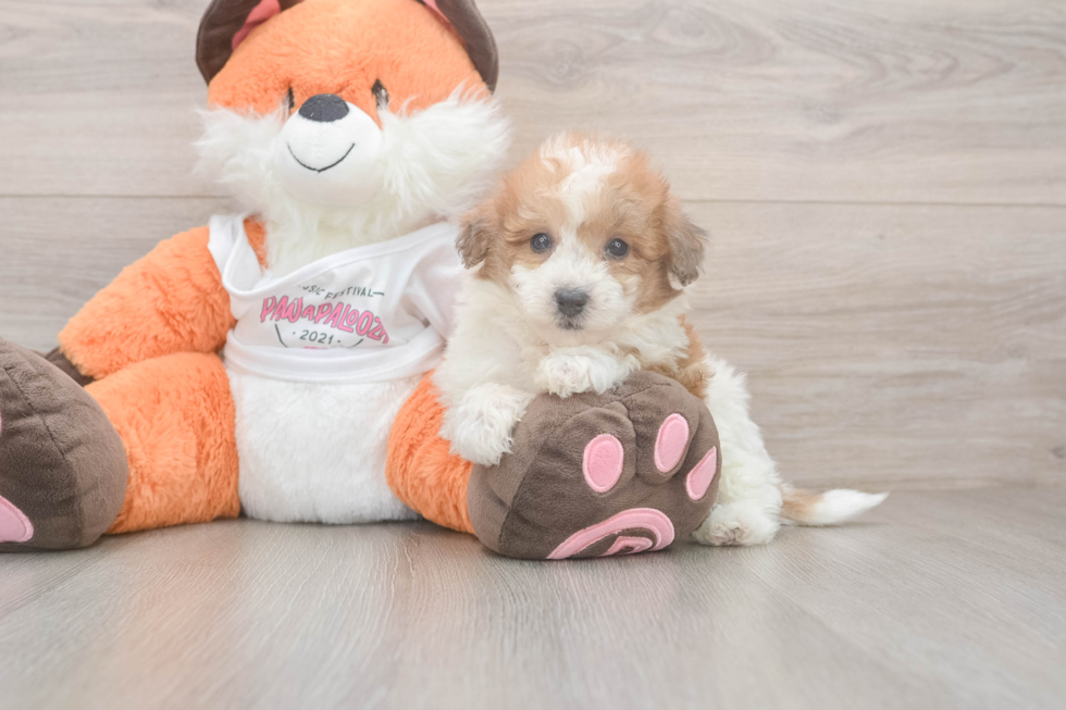 Little Bichpoo Poodle Mix Puppy