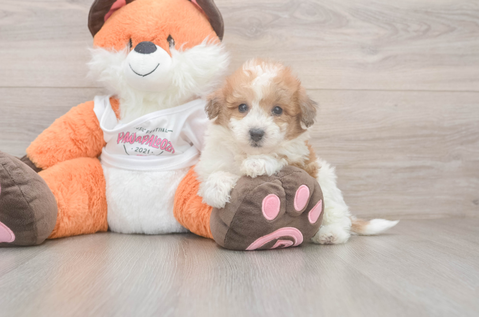 5 week old Poochon Puppy For Sale - Seaside Pups