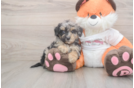 Energetic Bichpoo Poodle Mix Puppy