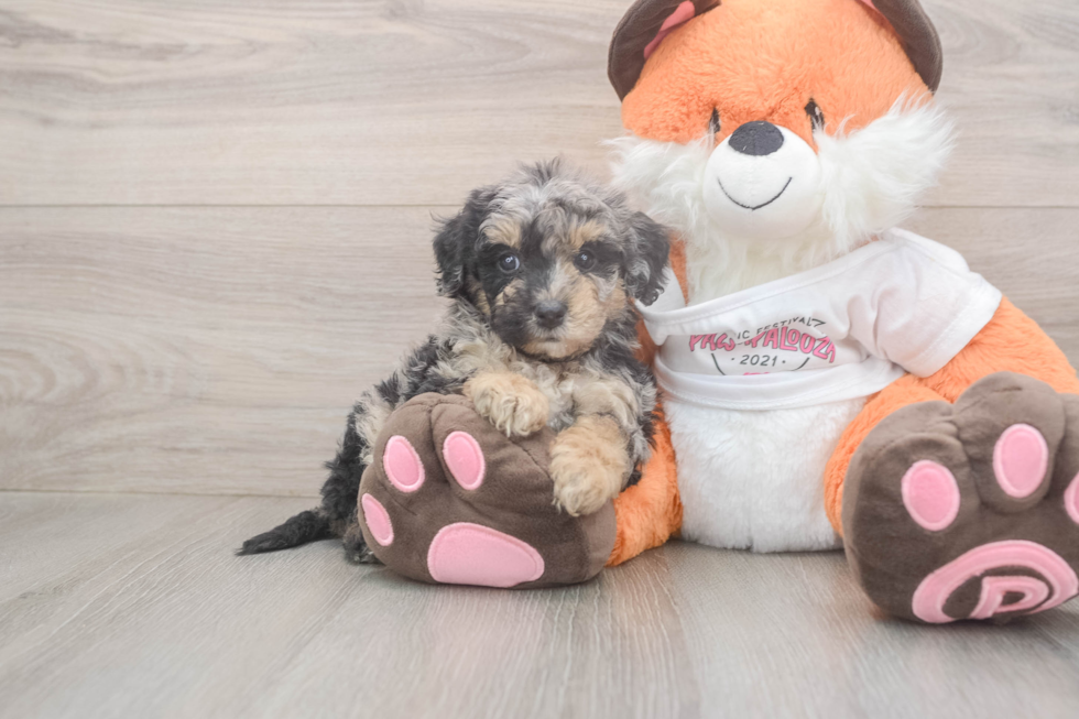 Energetic Bichpoo Poodle Mix Puppy