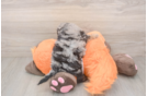 Poochon Puppy for Adoption