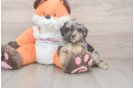 Poochon Puppy for Adoption