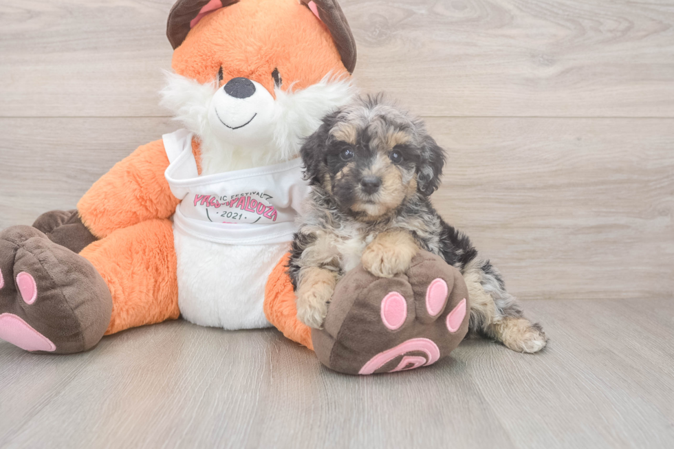 Poochon Puppy for Adoption