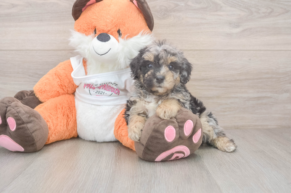 5 week old Poochon Puppy For Sale - Seaside Pups