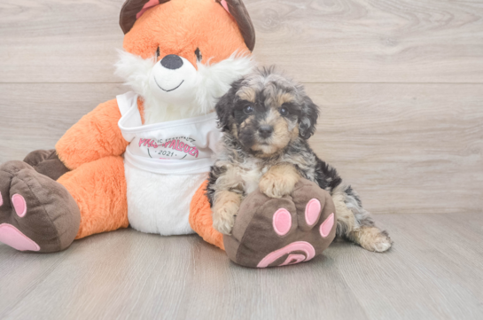 Poochon Puppy for Adoption