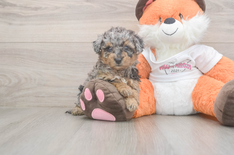 5 week old Poochon Puppy For Sale - Seaside Pups