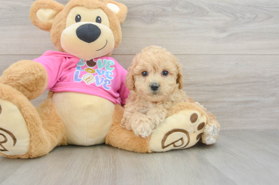 5 week old Poochon Puppy For Sale - Seaside Pups