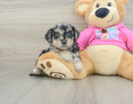 6 week old Poochon Puppy For Sale - Seaside Pups