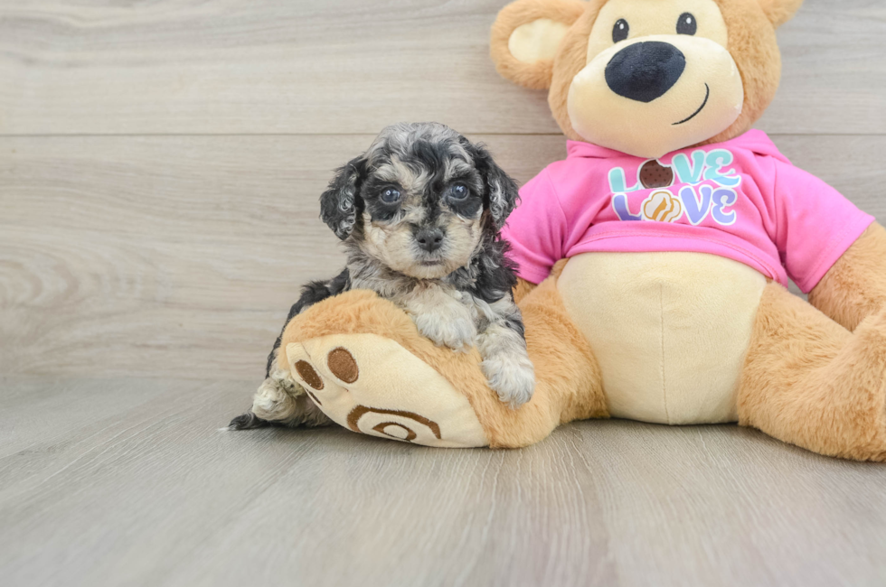 5 week old Poochon Puppy For Sale - Seaside Pups