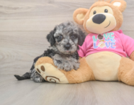 7 week old Poochon Puppy For Sale - Seaside Pups