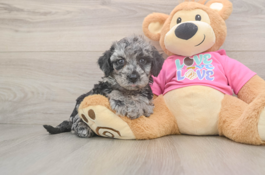 Hypoallergenic Bichpoo Poodle Mix Puppy