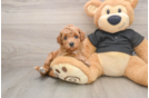 Petite Poochon Poodle Mix Pup