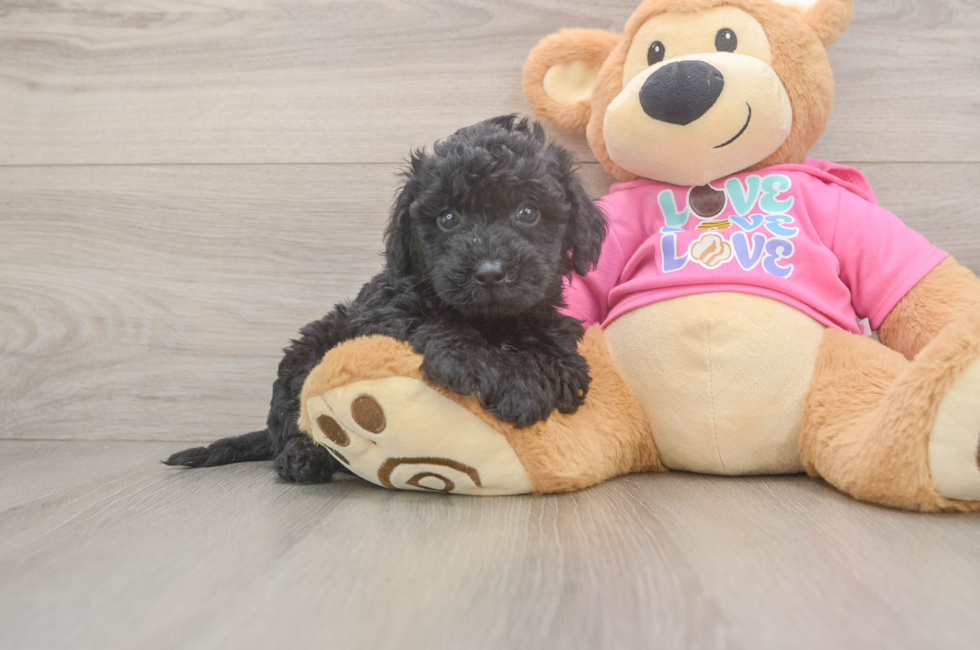 5 week old Poochon Puppy For Sale - Seaside Pups