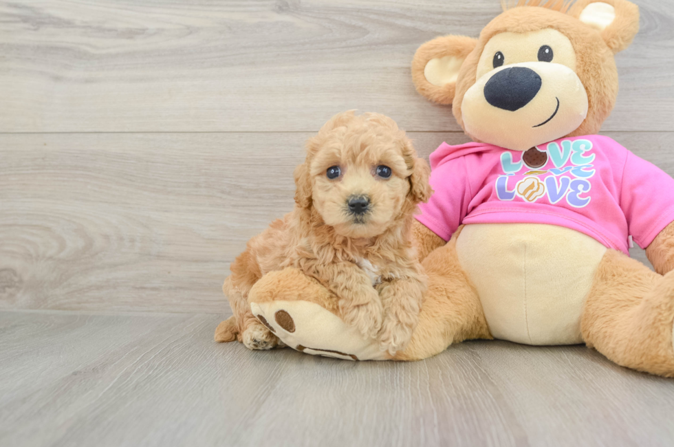 5 week old Poochon Puppy For Sale - Seaside Pups