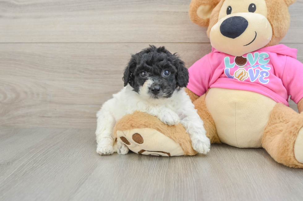 5 week old Poochon Puppy For Sale - Seaside Pups