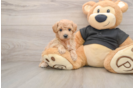 Poochon Puppy for Adoption