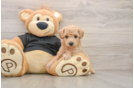 Poochon Puppy for Adoption