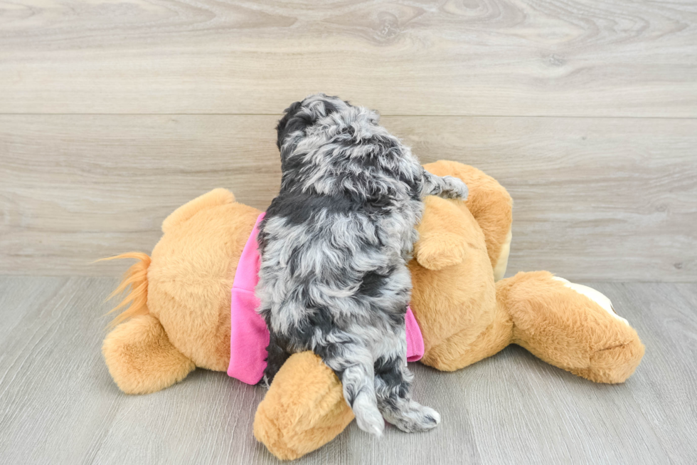 Best Poochon Baby
