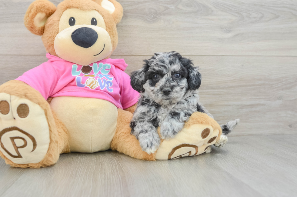 5 week old Poochon Puppy For Sale - Seaside Pups