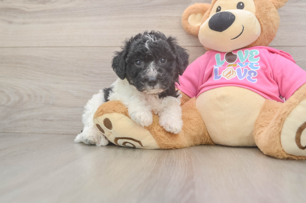 5 week old Poochon Puppy For Sale - Seaside Pups