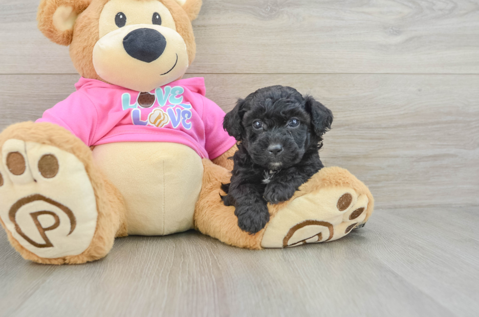 5 week old Poochon Puppy For Sale - Seaside Pups