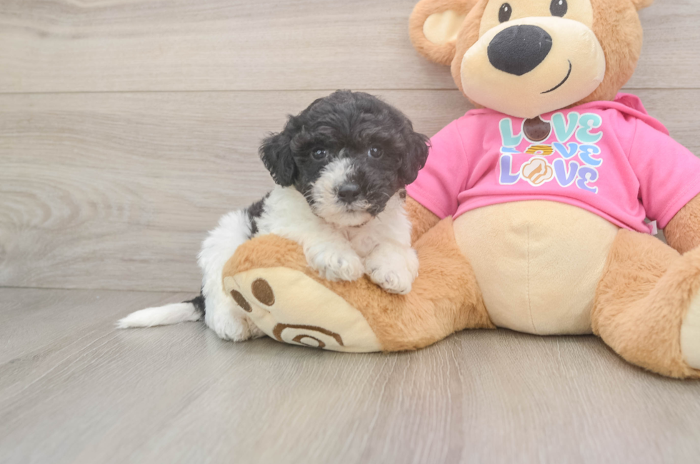 5 week old Poochon Puppy For Sale - Seaside Pups