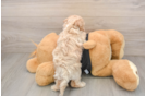 Poochon Puppy for Adoption