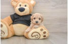 Poochon Pup Being Cute