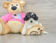 6 week old Poochon Puppy For Sale - Seaside Pups