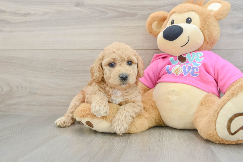 Meet Evan - our Poochon Puppy Photo 1/3 - Seaside Pups
