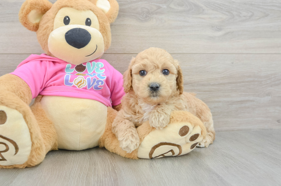 5 week old Poochon Puppy For Sale - Seaside Pups