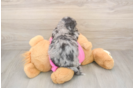 Poochon Pup Being Cute