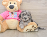 8 week old Poochon Puppy For Sale - Seaside Pups