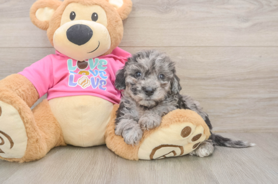 Cute Poochon Baby