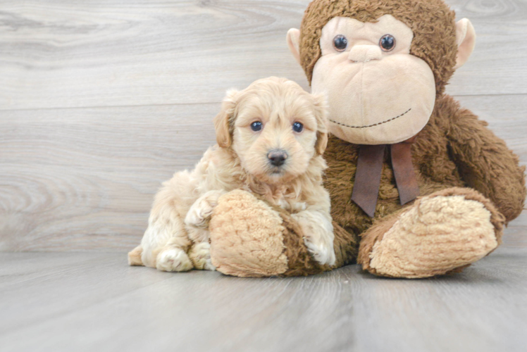 Small Poochon Baby
