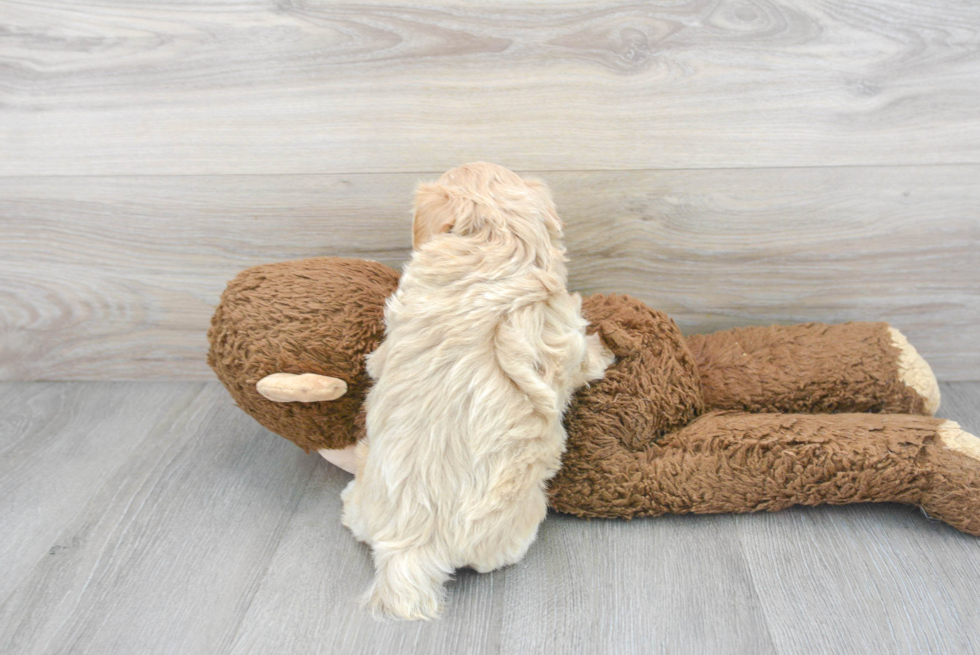 Poochon Puppy for Adoption