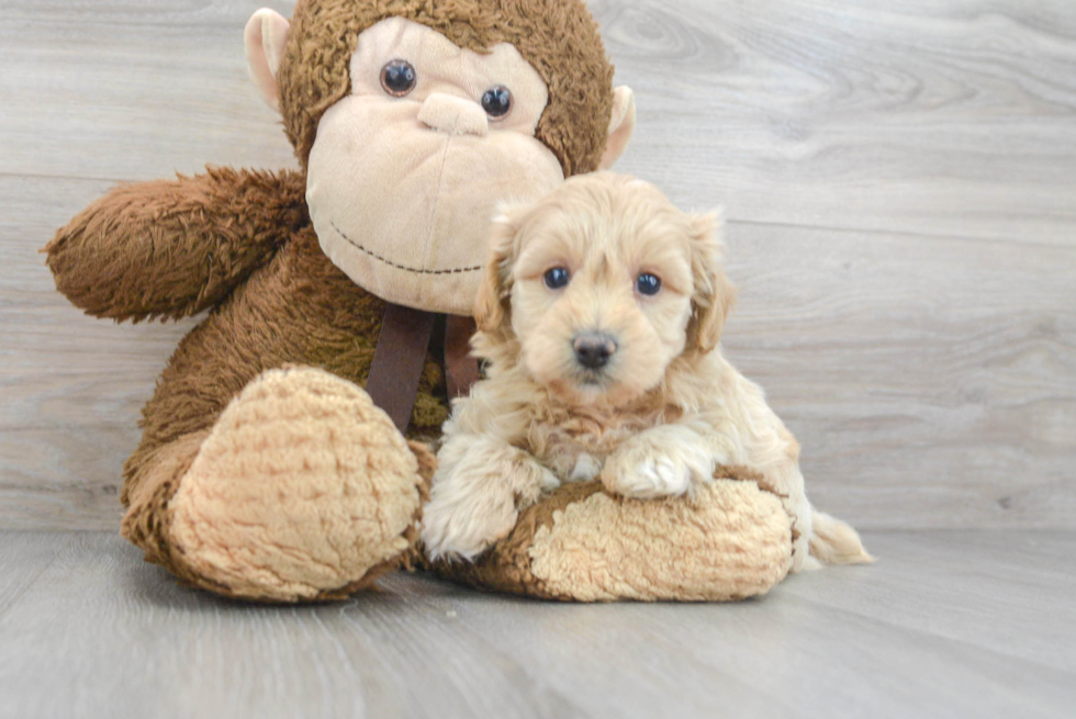 Poochon Puppy for Adoption