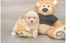 Best Poochon Baby