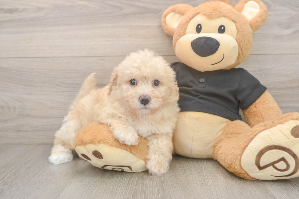 Best Poochon Baby