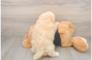Friendly Poochon Baby