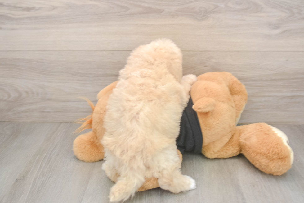 Friendly Poochon Baby