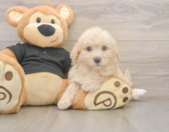6 week old Poochon Puppy For Sale - Seaside Pups