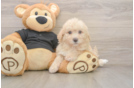 Fluffy Poochon Poodle Mix Pup