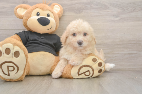 Fluffy Poochon Poodle Mix Pup
